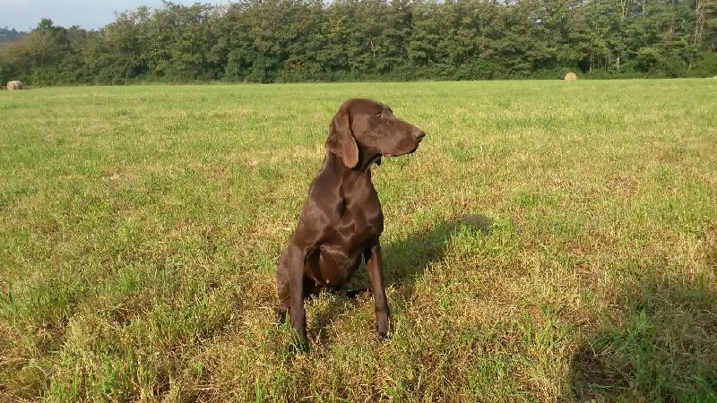 Haska vom hundegelaut