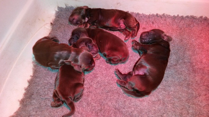 Chiot Cocker Spaniel Anglais Des Petits Cabochards